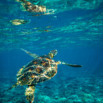 《奔跑吧第八季》全网独家直播正式开启 672y2f